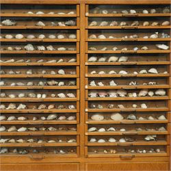 Sylko display cabinet, with fifty drawers with glass fronts, each drawer divided into eight sections displaying shells, with two door cupboard beneath