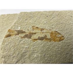Four fossilised fish (Knightia alta) each in an individual matrix, age; Eocene period, location; Green River Formation, Wyoming, USA, largest matrix H7cm, L10cm