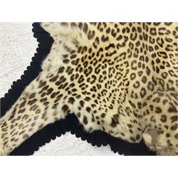 Taxidermy: Indian leopard (Panthera pardus fusca), circa 1930, adult skin rug with head mount, mouth agape, with limbs outstretched, mounted upon black felt backing material, mounted by Van Ingen & Van Ingen of Mysore with label verso, nose to tail L242cm