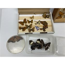 Entomology; large collection of pinned butterflies and moths, to include Cream-spotted Tiger moth, Adonis Blue butterfly, Orange tip butterfly, Swallowtail butterfly etc  