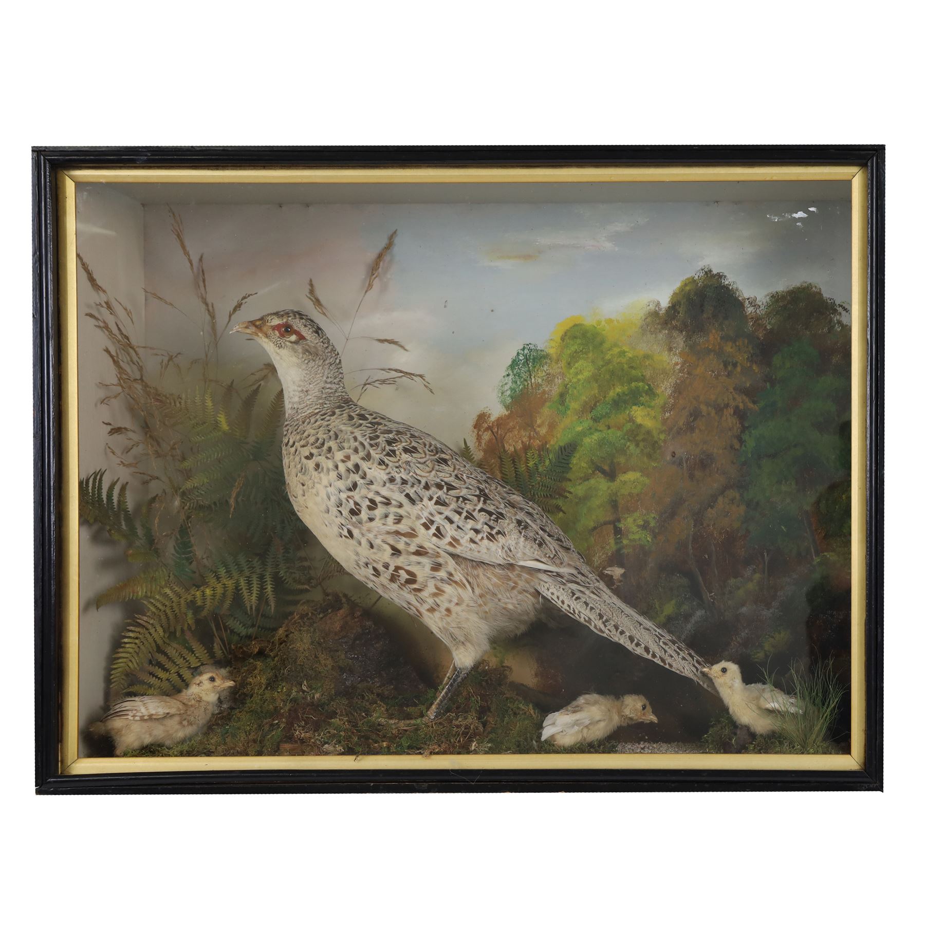 Cased taxidermy hen, pheasant and chicks
Taxidermy: cased ring-neck pheasant (Phasianus colchicus),  by Edward Allen of York, full adult hen with chicks, in a naturalistic setting with painted background, in an ebonised case with gilt slip, gummed paper maker's label to the back, H48cm, L64cm, D17cm