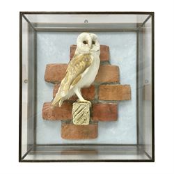 Taxidermy: Wall Mounted Barn Owl (Tito alba), dated 2001, by David Astley, Taxidermist, York, a high quality full mount adult male with head turning to the right, perched upon a short wooden beam, set against a faux brick back drop, width 50cm x height 55cm overall, bearing taxidermist's full paper trade label verso.
with Cites Article 10 (non transferable) licence no.24GBA102LOMN1 Cause of death RTA - 2001. This specimen would require a re-export licence to export from the UK, an import permit would be required into your chosen country, this is the responsibility of the buyer alone, David Duggleby Auctioneers and Valuers do not offer any onward re-export or import licences.