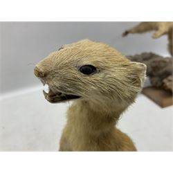 Taxidermy; Pine Marten (Martes martes) or similar, full adult mount mounted on a naturalistic branch, together with a weasel (Mustela) on a wooden plinth, pine marten H34cm