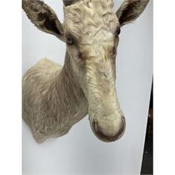 Taxidermy: White Blesbok (Damaliscus pygargus phillipsi), light coloured shoulder mount, approximately H85cm