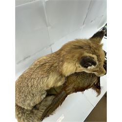 Taxidermy: Red Fox (Vulpes vulpes) with cock pheasant (Phasianus colchicus), open display upon a rocky base, H51cm