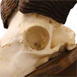 Antlers/Horns - European Mouflon (Ovis aries musimon), set of adult Mouflon ram horns on upper skull, mounted upon a pedestal wall shield, D38cm 