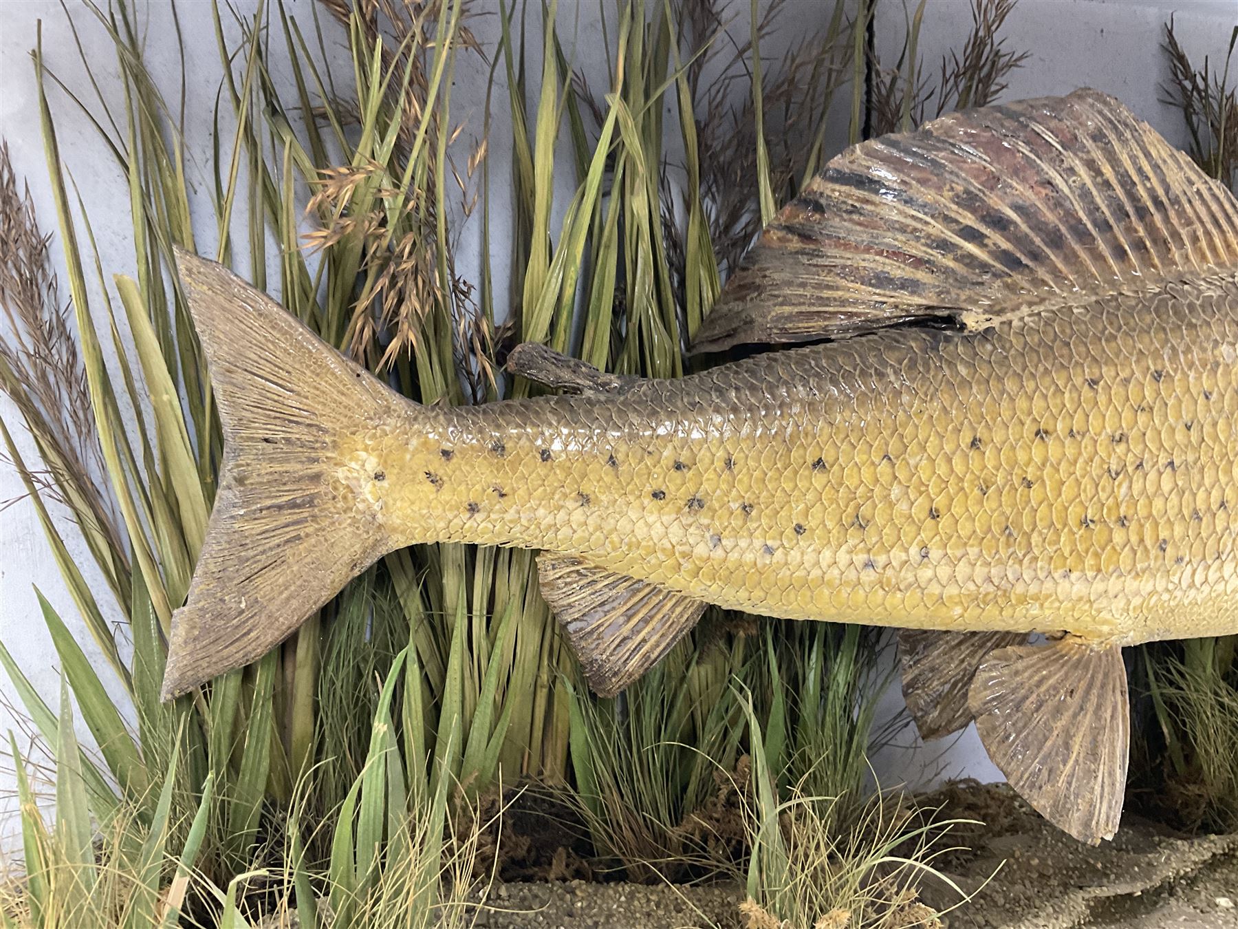 Taxidermy: Grayling (Thymallus thymallus), preserved by John Cooper & Sons, 28 Radnor Street, St Luke's, London, skin mount set above a pebbled river bed with reeds and grasses, set against blue painted back drop, with inscription 'Grayling caught by Rev R.S. Ricketts at Kirkham Bridge Sept 14th 1895, artificial fly - single hair' L57cm H29cm 