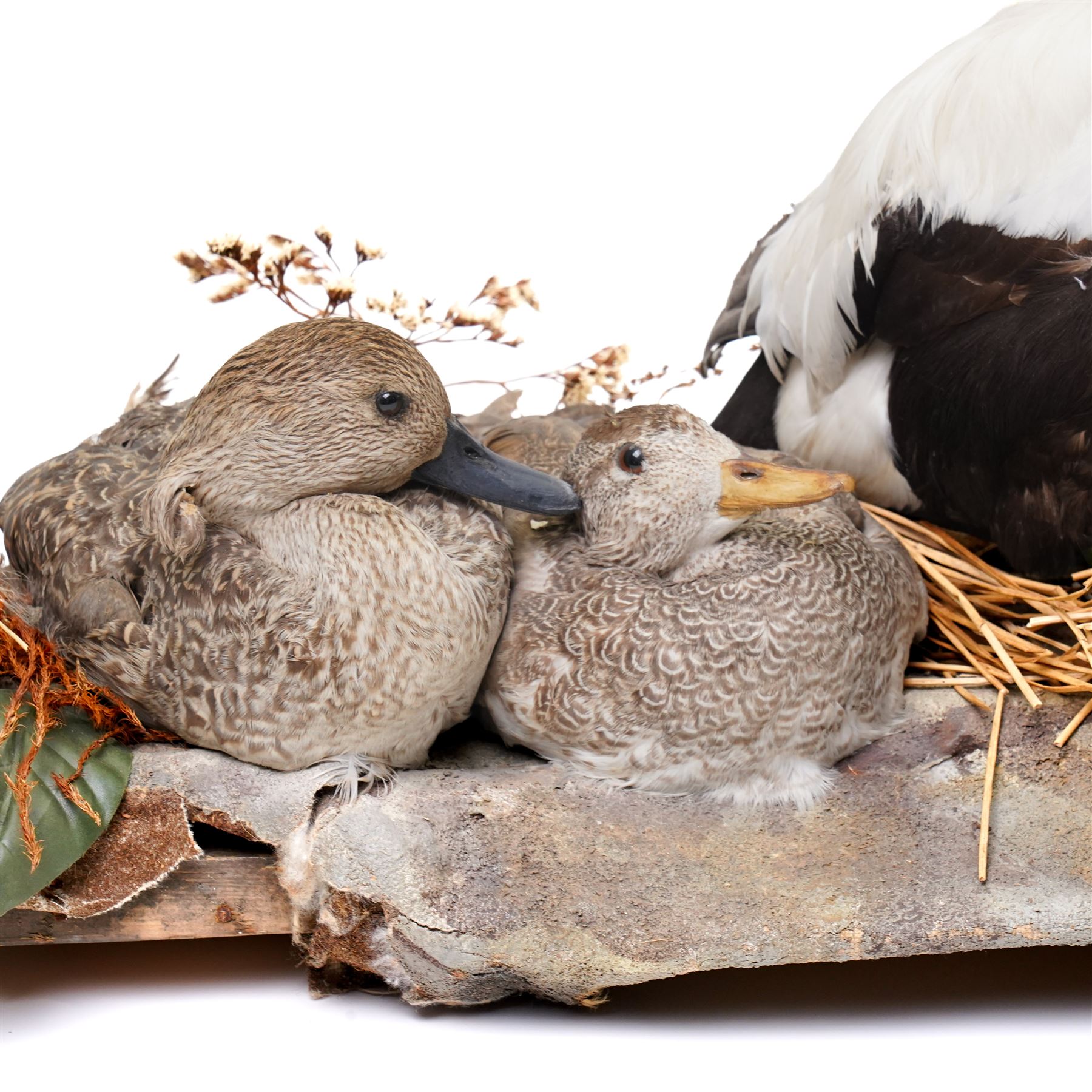 Taxidermy - Common Eider (Somateria Mollissima), full male and female adult mounts, together with two further ducks, mounted on naturalistic base, W90cm