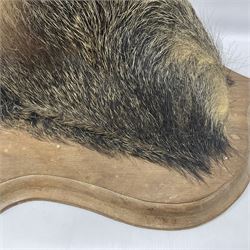 Taxidermy: European Wild Boar (Sus scrofa), adult male shoulder mount looking straight ahead mouth agape, mounted upon a wooden shield, D52cm