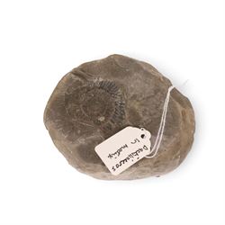 Fossil collections; including ray finned fossilised fish, ammonites Gryphaea, etc  