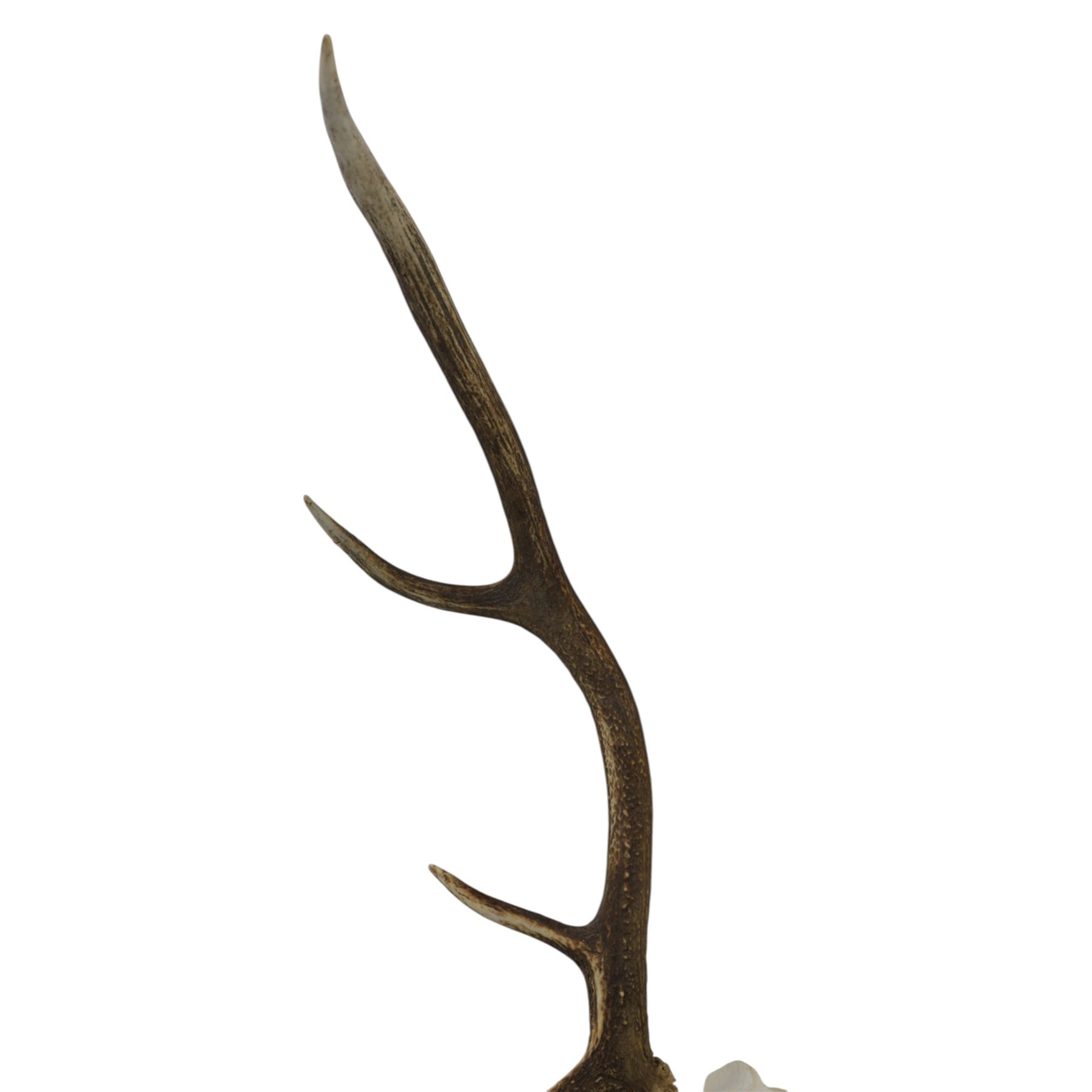 Antlers/Horns: Pair of Red Deer (Cervus elaphus) antlers on skull, H105cm