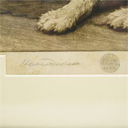 Herbert Thomas Dicksee (British 1862-1942): 'Where’s Master?', first edition artist's proof drypoint etching on vellum signed in pencil pub. Frost & Reed 1911, 39cm x 57cm
Notes: This etching depicts  King Edward VII’s favourite dog, Caesar; hence the etched tag in the margin inscribed 'I Belong to the King'. The Wire Fox Terrier waits for his master following the King’s death in 1910. 