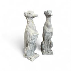 Pair of cast stone sitting greyhounds 
