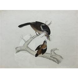 Circle of Prideaux John Selby (British 1788-1867): 'Lanius Collaris (Southern Fiscal) - Female and Young', 19th century pencil and watercolour unsigned, titled and inscribed 'From Sir Jardine and Mr Selby's collection of rare birds' on label verso, 21cm x 28cm 