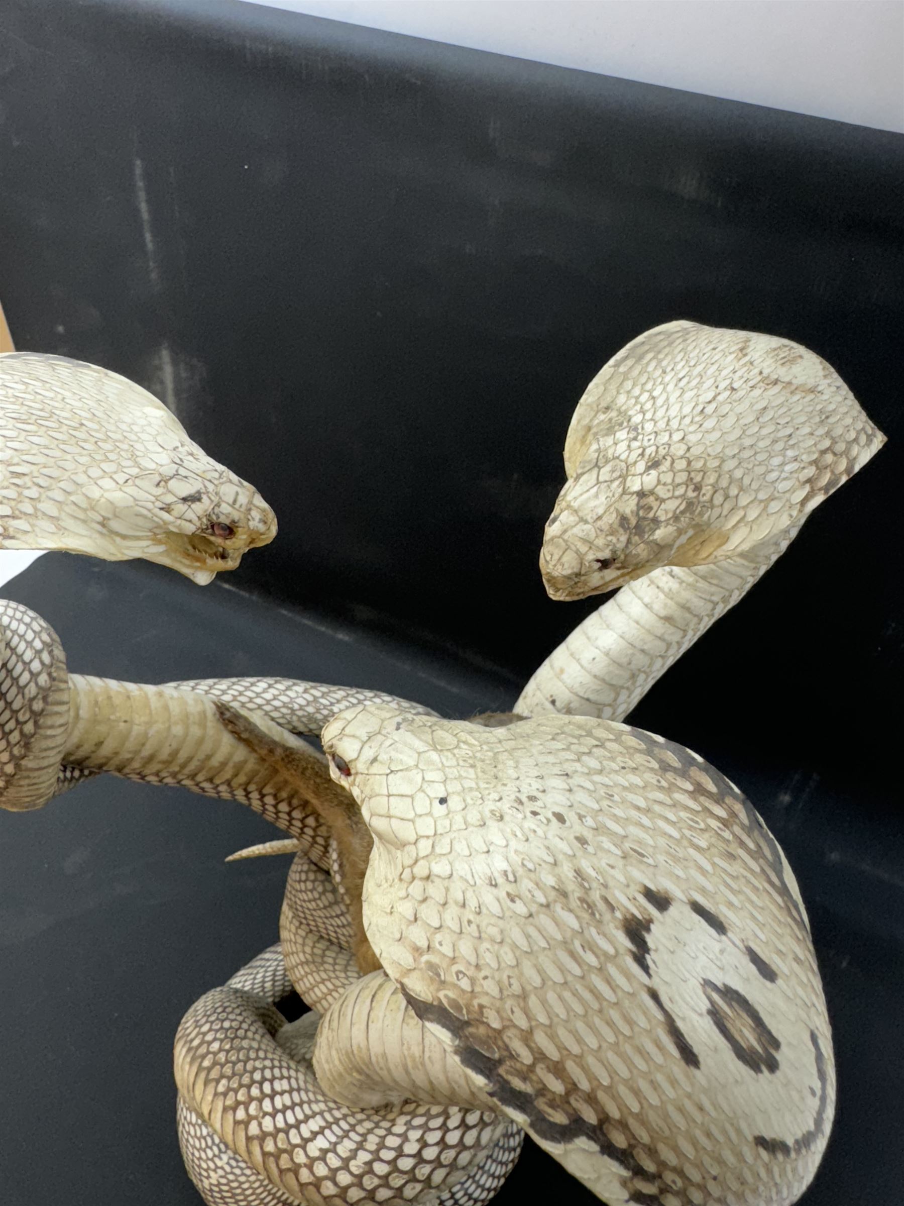 Taxidermy; Mongoose (Herpestidae) fighting three Indian cobras (Naja naja), the cobras entwined around an adult mongoose, H27cm