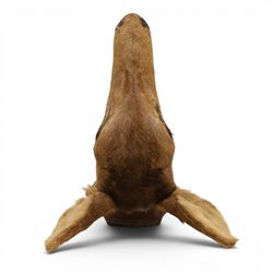 Taxidermy - Red Deer (Cervus elaphus), adult doe head mount facing forwards, on wooden shield, H77cm