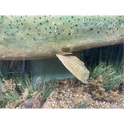 Taxidermy: Brown trout (Salmo trutta), skin mount set above a pebbled river bed with reeds and ferns, against blue painted back drop, enclosed within an ebonised bow-front display case, with 'Costa Beck May 27th 1911, Weight 2 1/2lbs', inscribed to the glass, H34cm, L58cm 