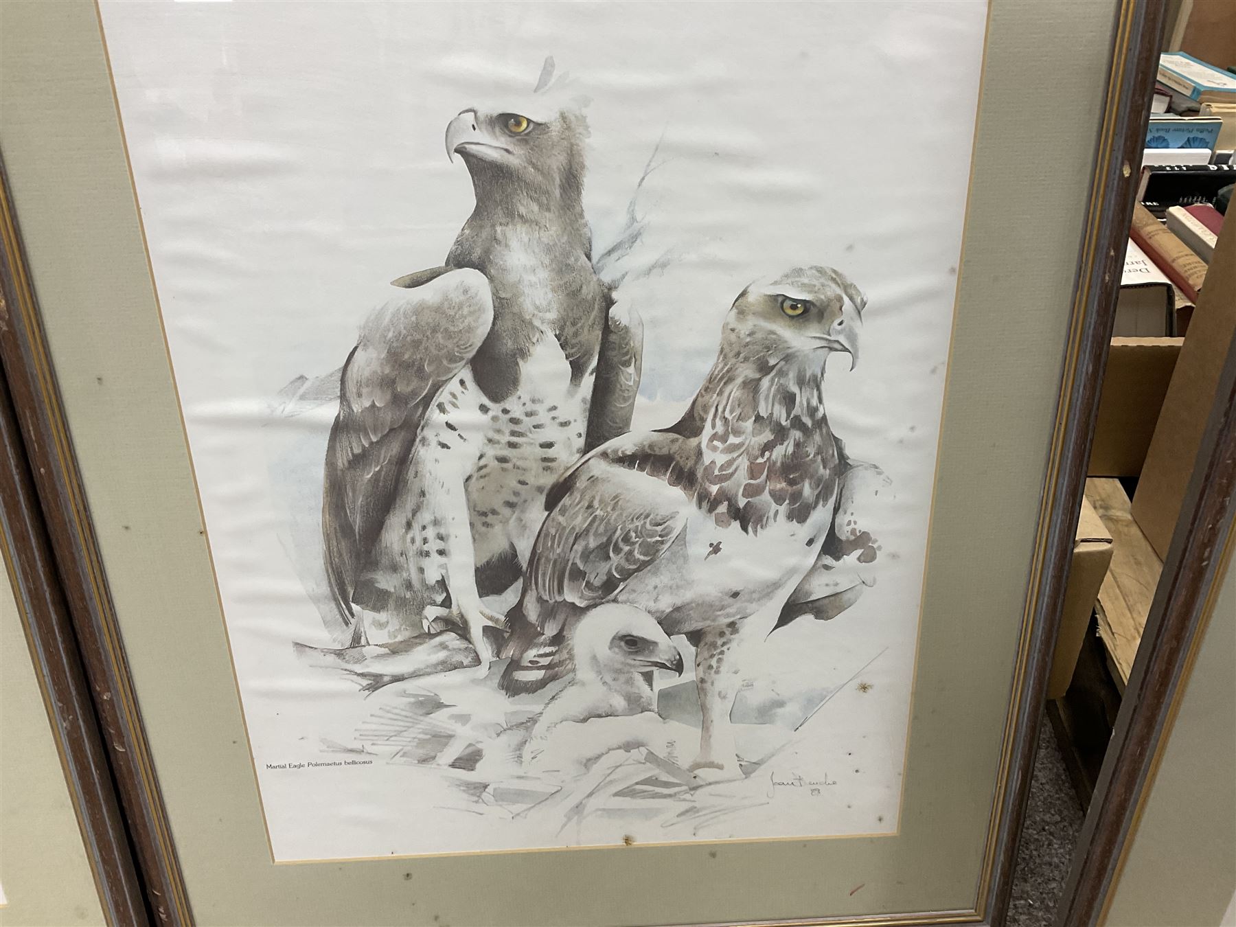 After Joan Beuche (South African 20th century) Eagles, set of six coloured prints (6)