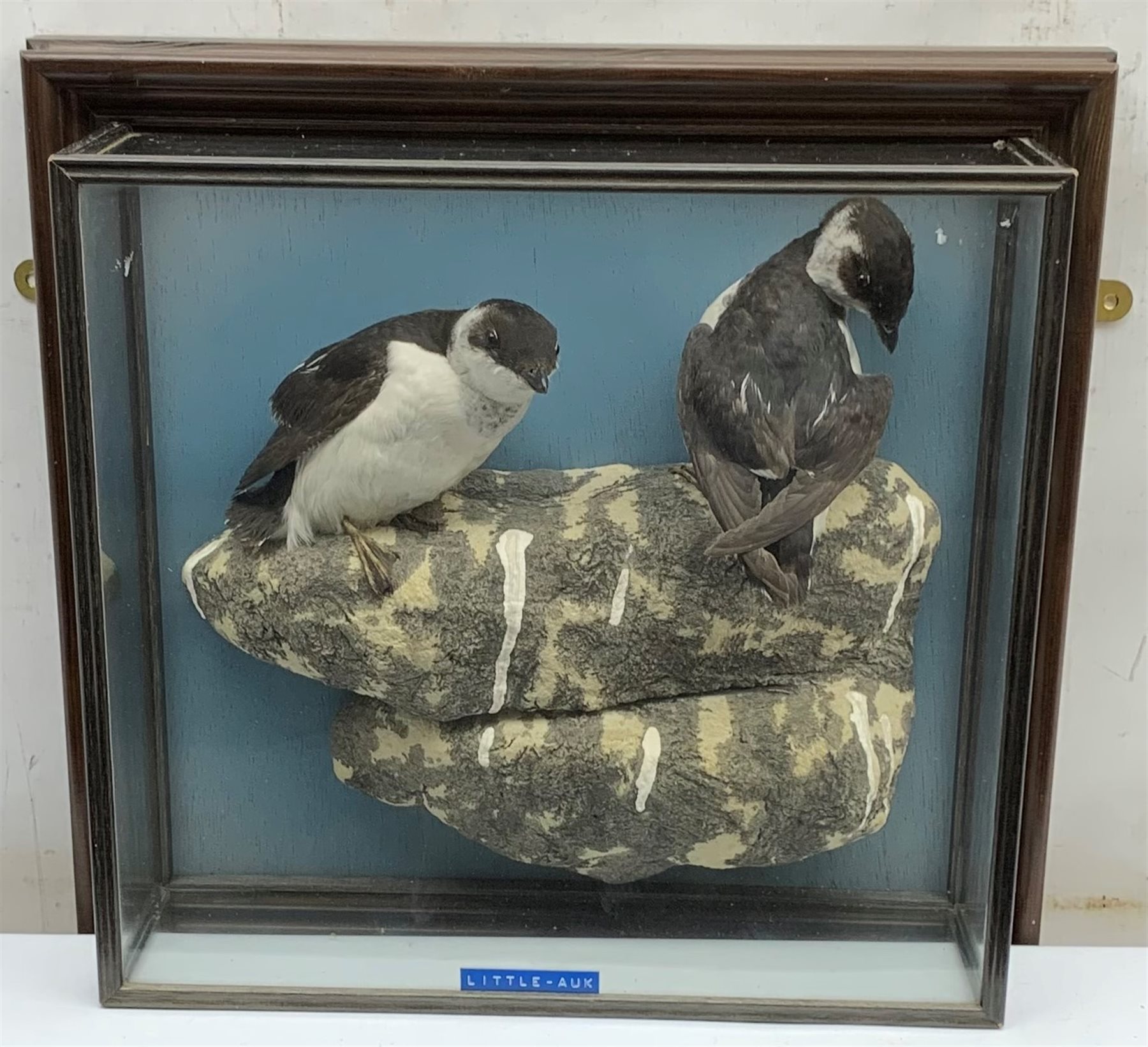 Taxidermy: 20th century cased pair of Little Auks (Alle alle), full mounts standing upon a simulated rocky ledge, set against a light blue painted backdrop, encased within a five pane display case with frame mount, with taxidermy paper label verso detailed David Astley Taxidermist, H38cm L40cm D12.5cm 