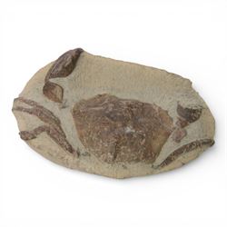 Fossilised crab Archeogeryon Peruvianus, age; Miocene period, location; Santa Cruz Argentina, L22cm
