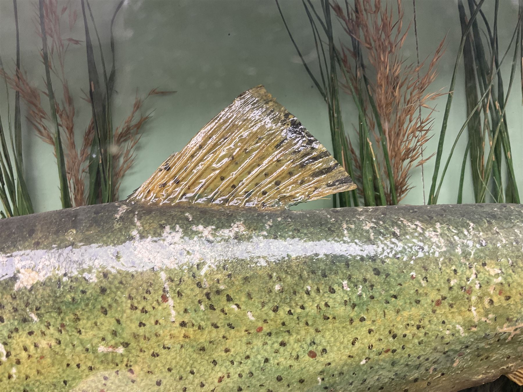 Taxidermy: Brown trout (Salmo trutta), skin mount set above a pebbled river bed with reeds and ferns, against blue painted back drop, enclosed within an ebonised bow-front display case, with 'Costa Beck May 27th 1911, Weight 2 1/2lbs', inscribed to the glass, H34cm, L58cm 