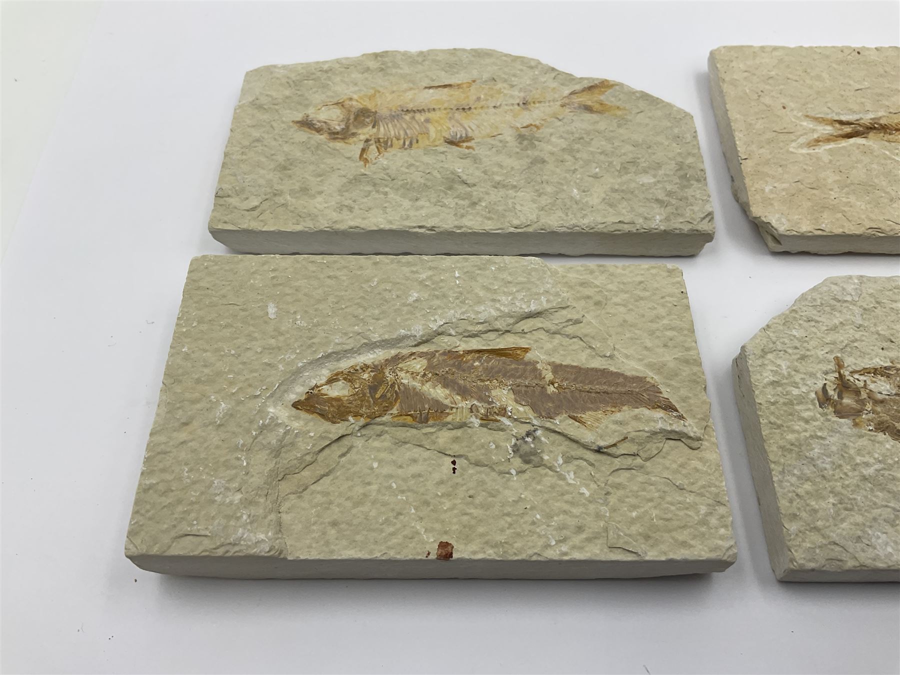 Four fossilised fish (Knightia alta) each in an individual matrix, age; Eocene period, location; Green River Formation, Wyoming, USA, largest matrix H6cm, L11cm