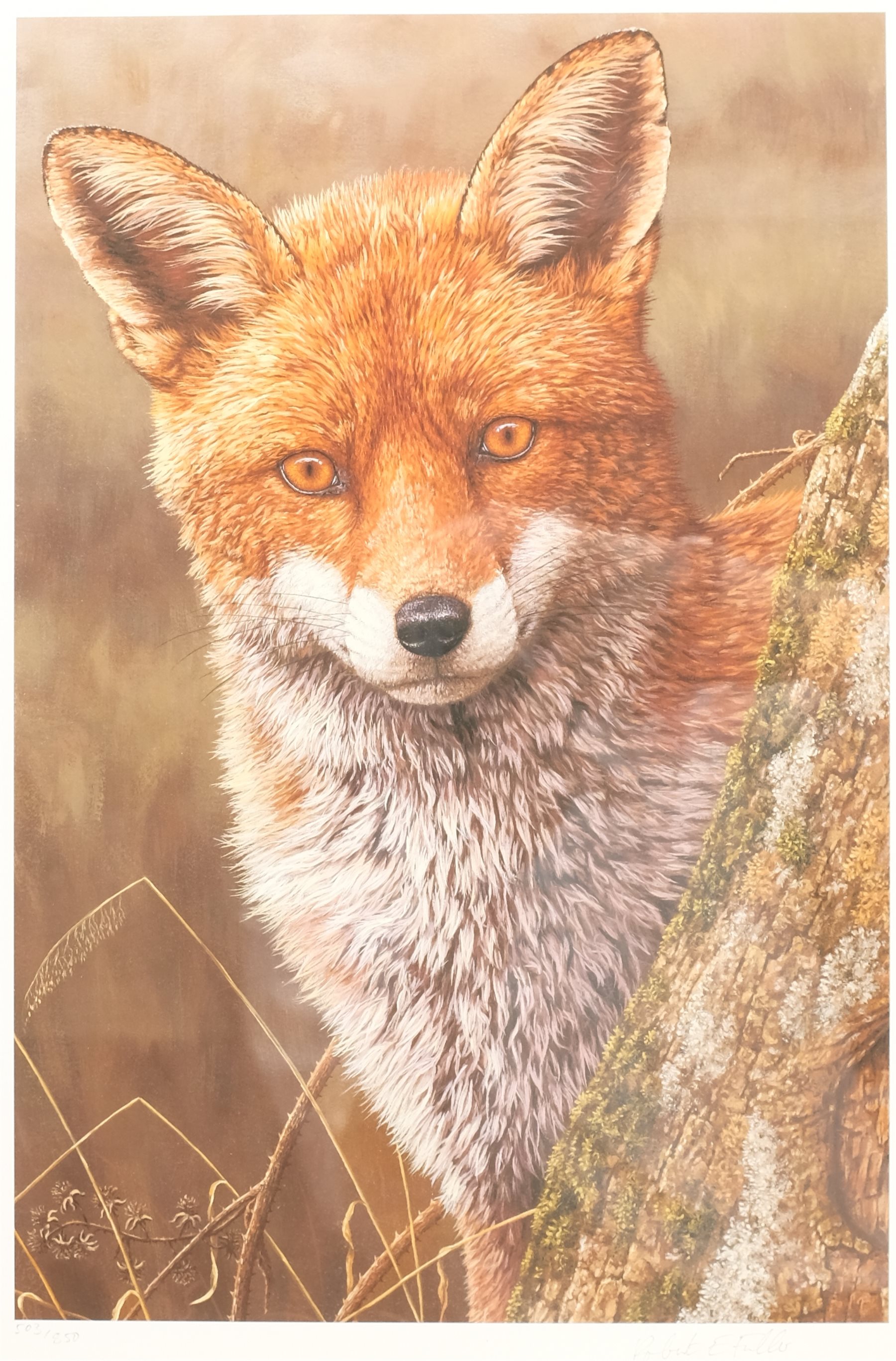 Robert E Fuller (British 1972-): 'Fox at Dawn', limited edition colour print signed and numbered 503/850 in pencil 44cm x 30cm
