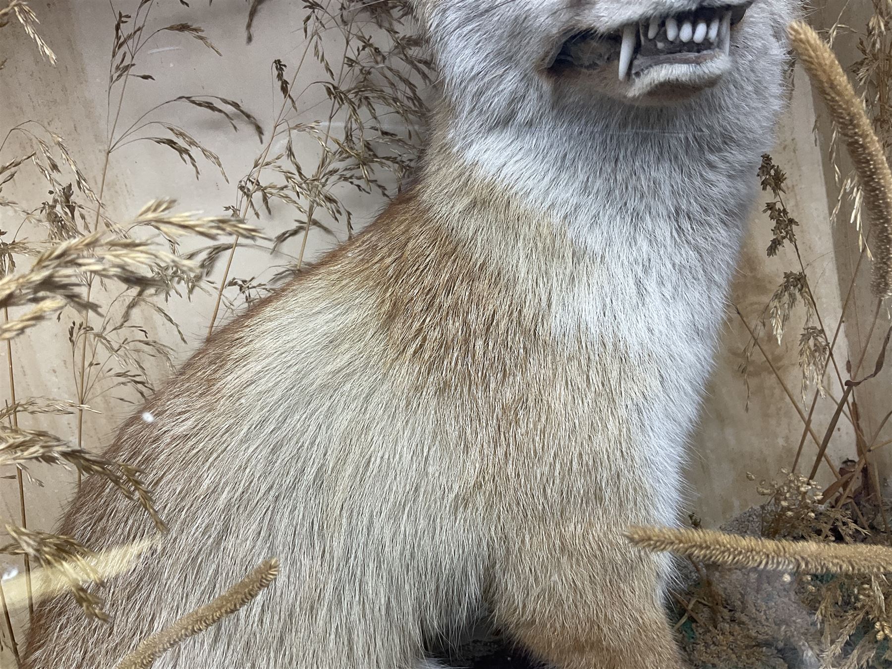 Taxidermy: 19th century cased display Red Fox (Vulpes vulpes), full adult mount in seated position with tail curled in front, in a naturalistic setting, encased within a ebonised single pane display case, H64cm, L58cm