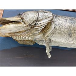 Taxidermy: Cased Northern Pike (Esox lucius), a large preserved skin open mount, set against blue painted back drop within a wooden frame, H50cm, L114cm 