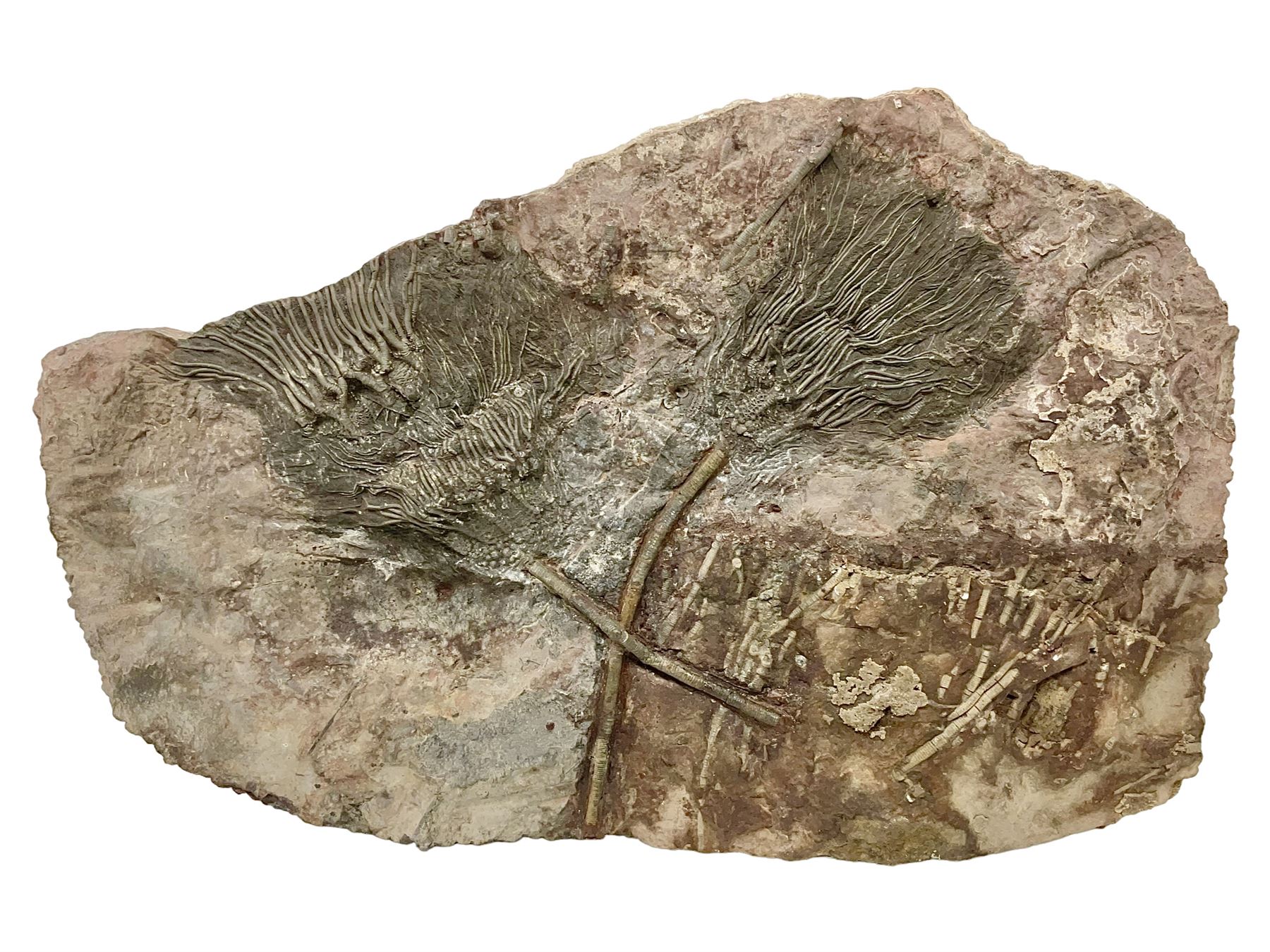 Crinoid sea bed plaque, with two crinoid specimens, probably Scyphocrinites elegans from the Silurian period, H39cm, L61cm