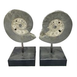 Pair of Vascoceras ammonites cut and polished showing the internal chambers, upon wooden stands, H18cm