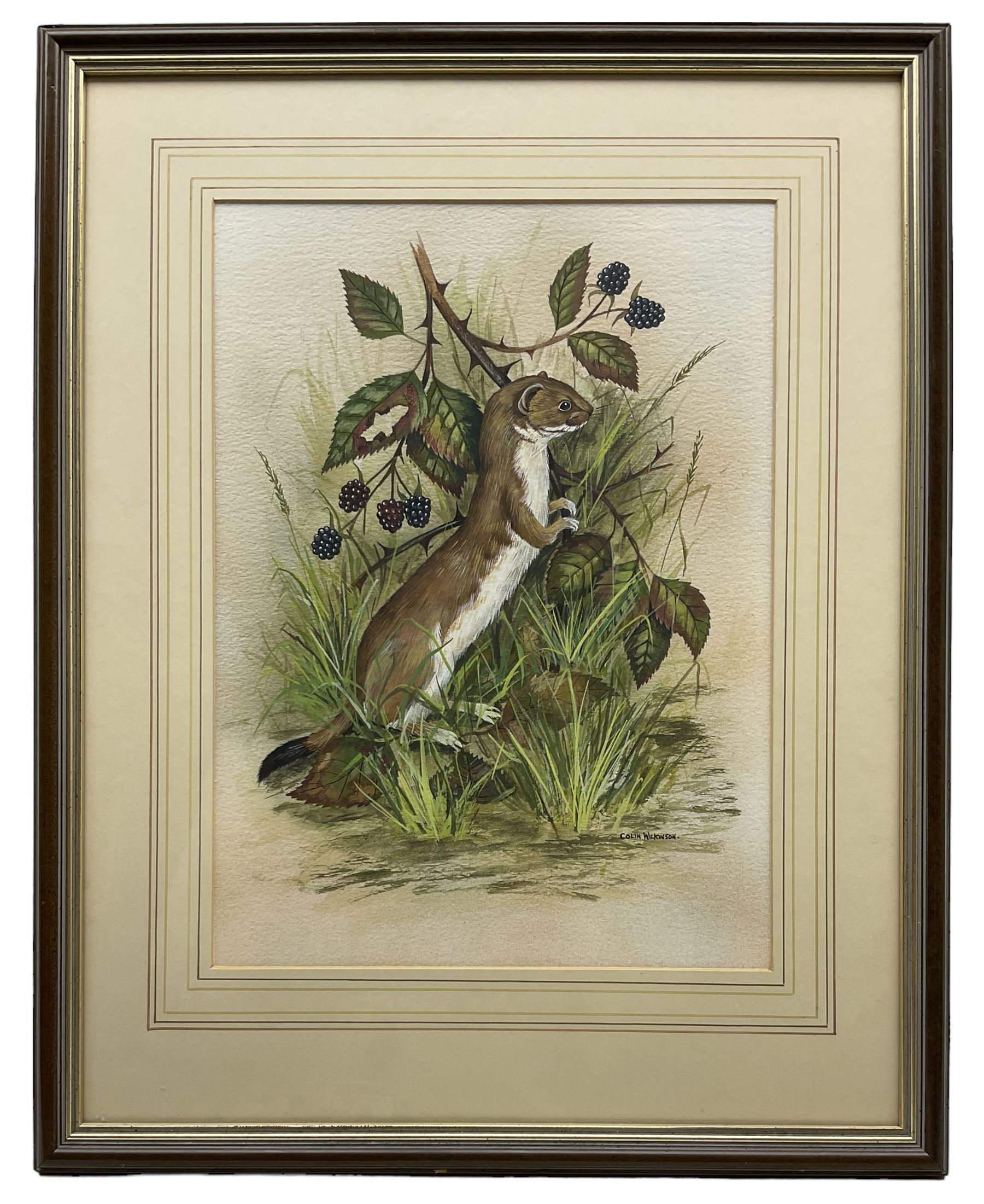 Colin Wilkinson (British 20th century): Study of a Stoat, watercolour signed 35cm x 26cm
