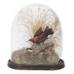 Taxidermy; Victorian oval domed diorama study of birds, Scarlet Tanager (Piranga olivacea) and Woodpecker (Picidae), the glass dome upon an ebonised wooden base, H40cm