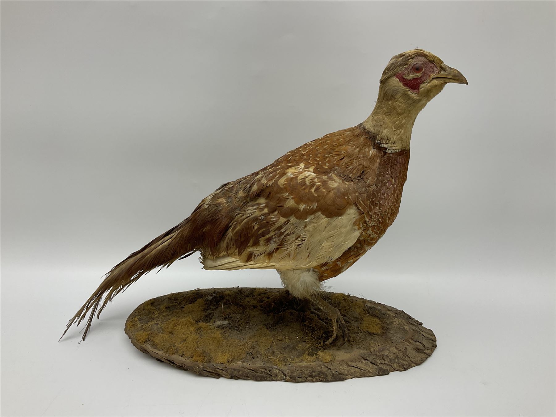 Taxidermy; Ring-necked Pheasant (Phasianus colchicus), adult female mount on open display, together with Pair of Hartebeest (Alcelaphus buselaphus) horns with upper skull, mounter upon a wooden shield, pheasant H40cm 
