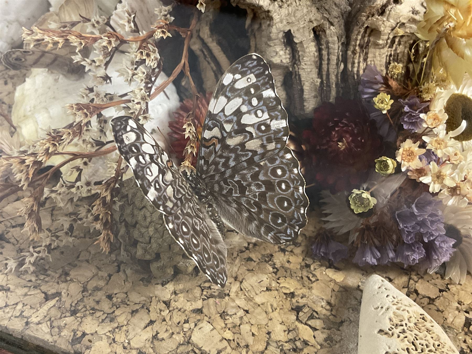 Entomology: 20th century cased moth and butterfly diorama, including Godart morpho, Chrysiridia rhipheus, Cathosia biblis, Appias lyncida, Hamadryas and others arranged amongst dried flowers and grasses, enclosed in a glass five sided terrarium display case with a wooden base, L43cm D43cm H49cm 