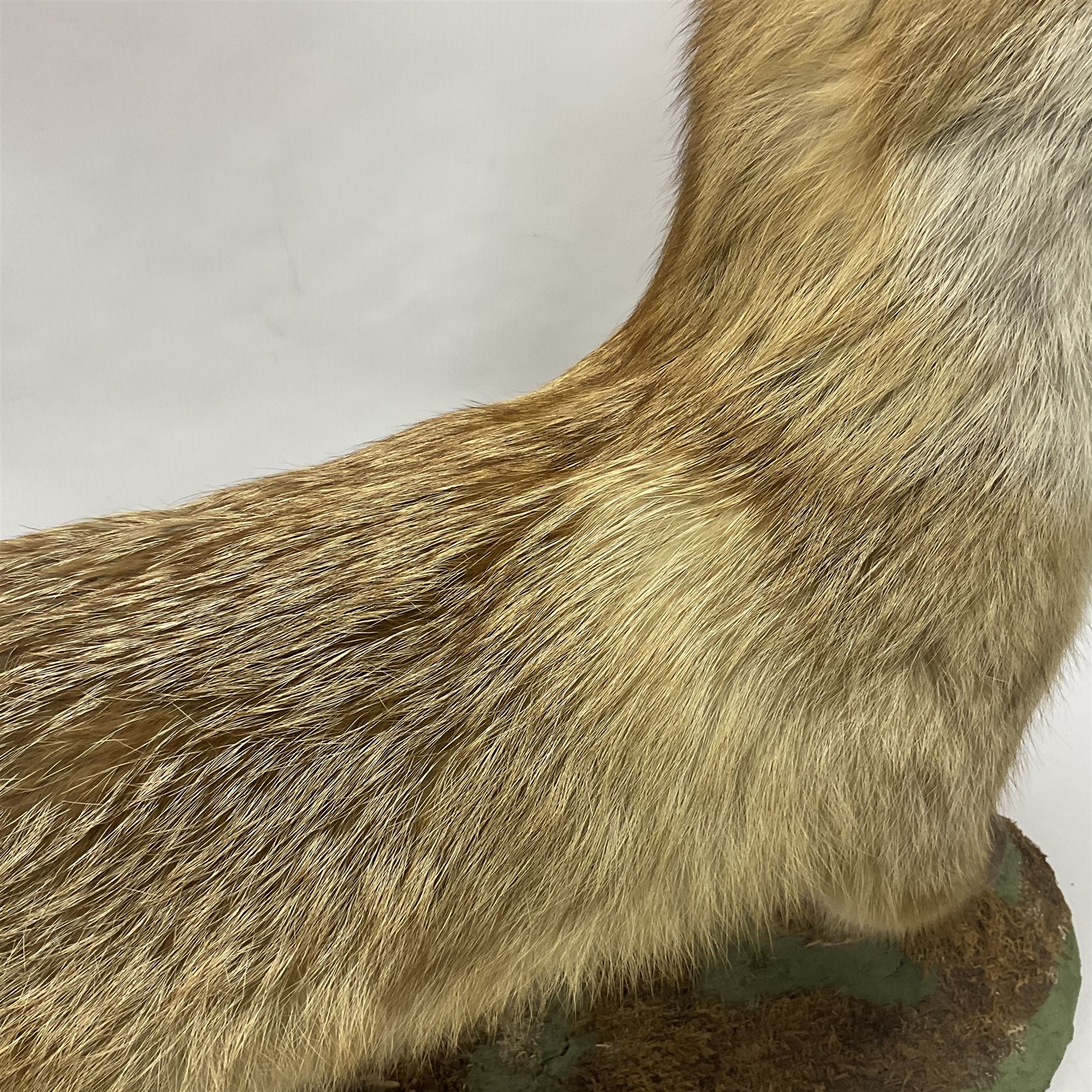 Taxidermy: European Red Fox (Vulpes vulpes), full mount adult on open display with standing alert with ears forward front paw raised, upon a naturalist base, H62cm, L78cm