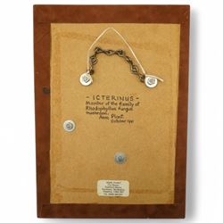 Anne Plant (British 1934-2019): 'Gerronema' 'Polygramma' and 'Icterinus', set three stoneware wall-hanging sculptures, largest 41cm x 17cm (3)