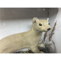 Taxidermy: Red Squirrels (Sciurus vulgaris), full adult mount, climbing a small cut tree stump, in a naturalistic setting, encased within a single pane display case, together with cased Ermine ((Mustela erminea), full adult mount, in a ebonised single pane display case, squirrel case, H35cm, L38cm