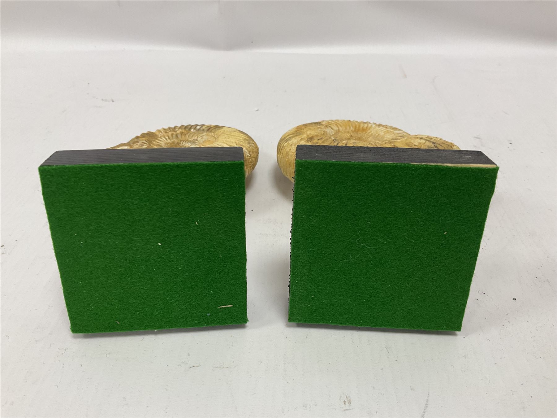 Pair perisphinctes ammonite fossils, each individually mounted upon a rectangular wooden base, age; Middle Jurassic location; Madagascar 