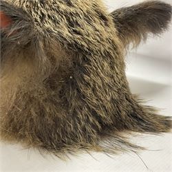 Taxidermy: European Wild Boar (Sus scrofa), adult male shoulder mount looking straight ahead