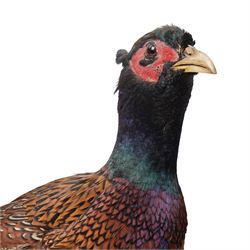 Taxidermy - Moorhen (Gallinula Chloropus), adult mount on naturalistic driftwood base, including base H32cm; Common Pheasant (Phasianus Colchicus), adult male mount on naturalistic base, including base H43cm (2)