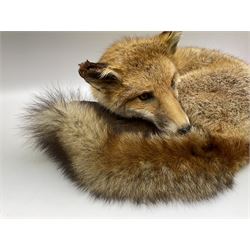 Taxidermy: Fireside red fox (Vulpes vulpes), a full mount adult fox in recumbent position, L44cm. 