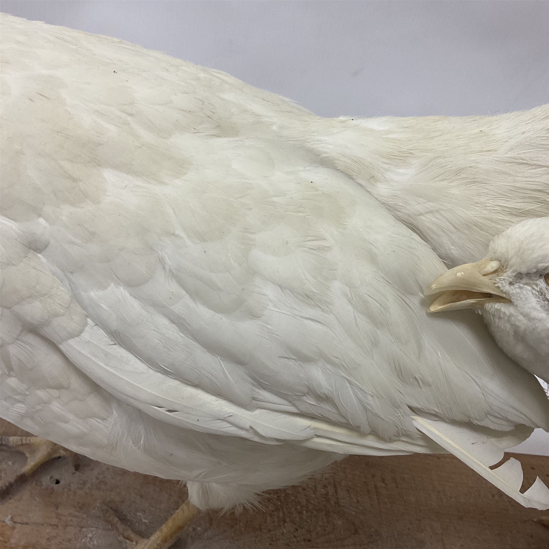 Taxidermy; pair of Common Pheasants (Phasianus Colchicus), white cock and hen adult mounts, upon a wooden base, H51cm  