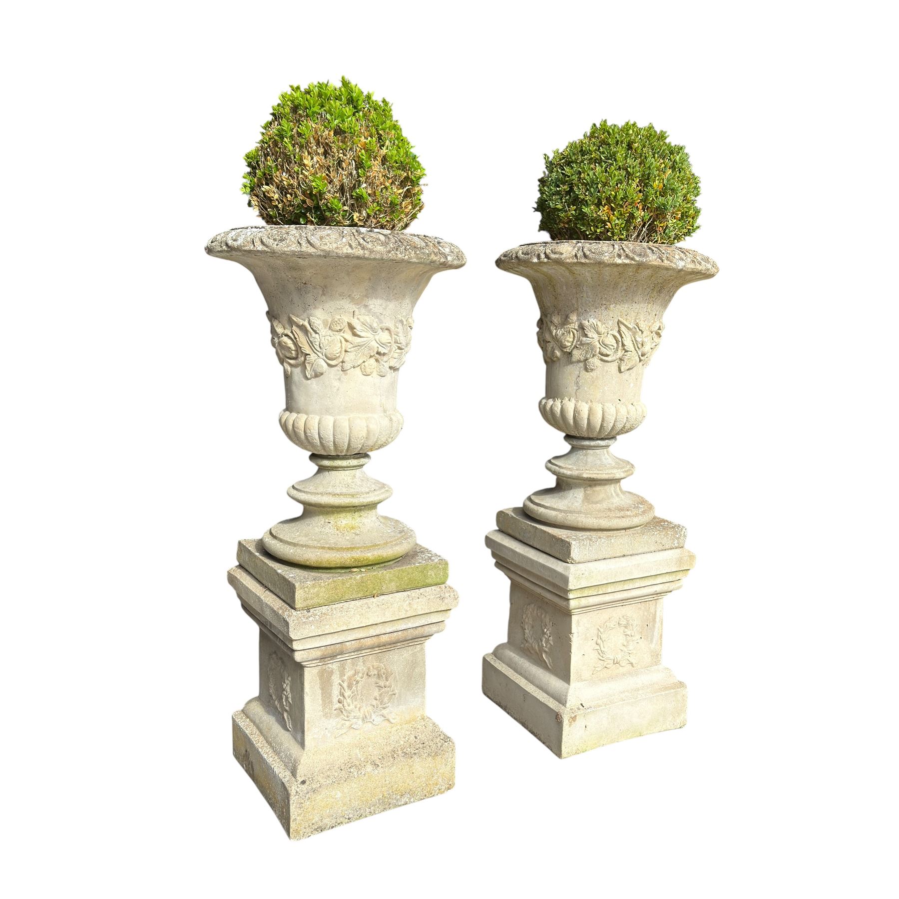 Pair of weathered composite stone campana urns on pedestals, the flared egg-and-dart rim over a tapering body with fruiting grapevine decoration in relief, over gadrooned underbelly, the rectangular pedestals moulded with floral garlands, planted