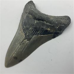 Megalodon (Otodus Megalodon) tooth fossil, age; Miocene period, H9cm, W7cm