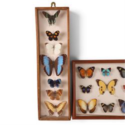 Entomology; Four framed butterfly displays including swallowtail, Blue Charaxes, Indian Oakleaf etc 