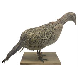Taxidermy; Ring necked pheasant (Phasianus colchicus), full female adult upon a wooden plinth, H30cm 