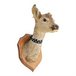 Taxidermy: Red Grouse (Lagopus lagopus) and Melanistic Cock Pheasant (Phasianus colchicus), roe deer shoulder mount (Capreolus capreolus)