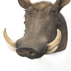 Taxidermy: A Common Warthog (Phacochoerus africanus), large adult head mount looking straight ahead