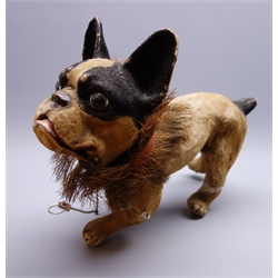  Early 20th century French papier-mache barking bulldog automaton, probably by Roullet and Decamps, flock covered in cream and black with well moulded detail to ribs and muscular frame, brown glass eyes and hinged mouth with moulded teeth and tongue, red collar and bristles to neck, with pull chain to operate nodding head and activate mouth with bark, the legs terminating with wooden casters L43cm H35cm  